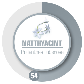Toppnot Natthyacint Styrka 54